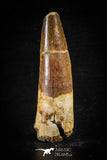 88604 - Top Beautiful Red 2.36 Inch Spinosaurus Dinosaur Tooth Cretaceous