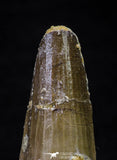 21633 - Great Collection of 15 Spinosaurus Dinosaur Teeth Cretaceous KemKem Beds