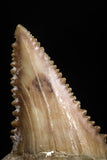 05173 - Nicely Serrated 1.64 Inch Palaeocarcharodon orientalis (Pygmy white Shark) Tooth
