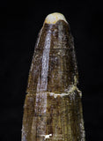 21633 - Great Collection of 15 Spinosaurus Dinosaur Teeth Cretaceous KemKem Beds