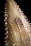 05173 - Nicely Serrated 1.64 Inch Palaeocarcharodon orientalis (Pygmy white Shark) Tooth