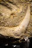06731 – Top Quality 3.61 Inch Sabre-Toothed Fish (Enchodus libycus) Upper Jaw With Fang in Natural Matrix