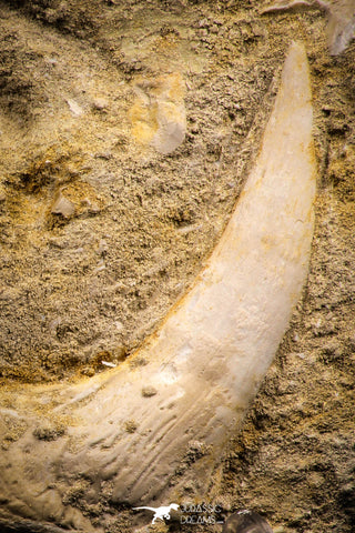 06731 – Top Quality 3.61 Inch Sabre-Toothed Fish (Enchodus libycus) Upper Jaw With Fang in Natural Matrix
