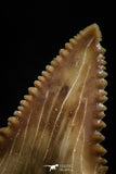 05173 - Nicely Serrated 1.64 Inch Palaeocarcharodon orientalis (Pygmy white Shark) Tooth