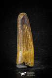 88606 - Top Beautiful Red 2.28 Inch Spinosaurus Dinosaur Tooth Cretaceous