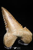 05173 - Nicely Serrated 1.64 Inch Palaeocarcharodon orientalis (Pygmy white Shark) Tooth
