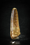 88607 - Top Beautiful Red 2.19 Inch Spinosaurus Dinosaur Tooth Cretaceous