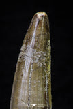 20697 - Great Collection of 2 Spinosaurus Dinosaur Teeth Cretaceous KemKem Beds