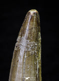 21633 - Great Collection of 15 Spinosaurus Dinosaur Teeth Cretaceous KemKem Beds