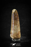 88607 - Top Beautiful Red 2.19 Inch Spinosaurus Dinosaur Tooth Cretaceous
