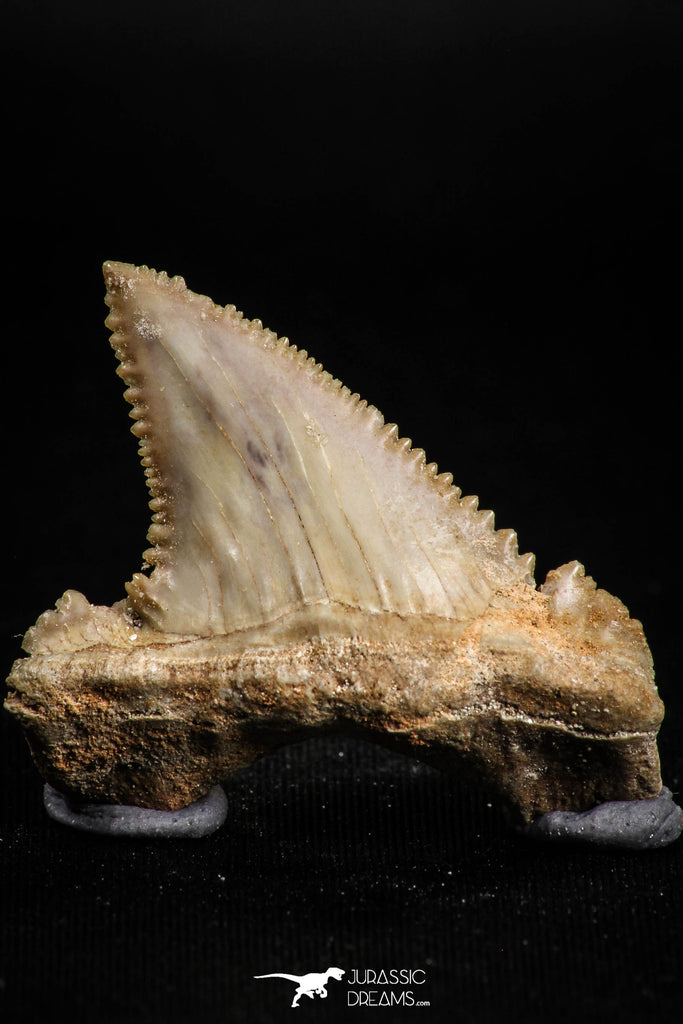 05174 - Well Serrated 1.61 Inch Palaeocarcharodon orientalis (Pygmy white Shark) Tooth