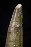 20697 - Great Collection of 2 Spinosaurus Dinosaur Teeth Cretaceous KemKem Beds