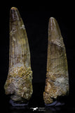 20697 - Great Collection of 2 Spinosaurus Dinosaur Teeth Cretaceous KemKem Beds