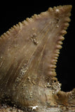 05174 - Well Serrated 1.61 Inch Palaeocarcharodon orientalis (Pygmy white Shark) Tooth