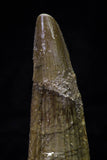 20697 - Great Collection of 2 Spinosaurus Dinosaur Teeth Cretaceous KemKem Beds