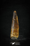 88609 - Top Beautiful Red 2.06 Inch Spinosaurus Dinosaur Tooth Cretaceous