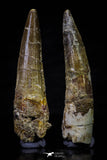 20698 - Great Collection of 2 Spinosaurus Dinosaur Teeth Cretaceous KemKem Beds