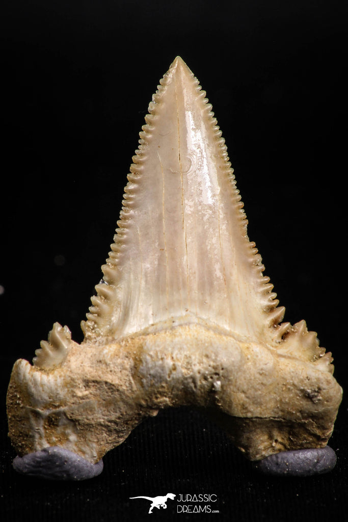 05175 - Strongly Serrated 1.68 Inch Palaeocarcharodon orientalis (Pygmy white Shark) Tooth