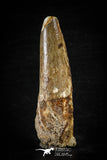 88611 - Top Beautiful Red 2.83 Inch Spinosaurus Dinosaur Tooth Cretaceous