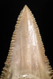 05175 - Strongly Serrated 1.68 Inch Palaeocarcharodon orientalis (Pygmy white Shark) Tooth