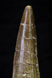 20698 - Great Collection of 2 Spinosaurus Dinosaur Teeth Cretaceous KemKem Beds