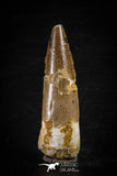 88612 - Top Beautiful Red 2.59 Inch Spinosaurus Dinosaur Tooth Cretaceous