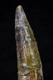 20698 - Great Collection of 2 Spinosaurus Dinosaur Teeth Cretaceous KemKem Beds