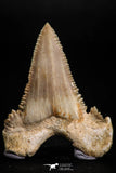 05175 - Strongly Serrated 1.68 Inch Palaeocarcharodon orientalis (Pygmy white Shark) Tooth