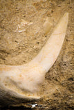 06733 – Top Quality 3.20 Inch Sabre-Toothed Fish (Enchodus libycus) Upper Jaw With Fang in Natural Matrix