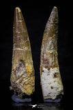 20698 - Great Collection of 2 Spinosaurus Dinosaur Teeth Cretaceous KemKem Beds