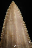 05175 - Strongly Serrated 1.68 Inch Palaeocarcharodon orientalis (Pygmy white Shark) Tooth