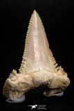 05175 - Strongly Serrated 1.68 Inch Palaeocarcharodon orientalis (Pygmy white Shark) Tooth