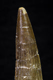 20698 - Great Collection of 2 Spinosaurus Dinosaur Teeth Cretaceous KemKem Beds
