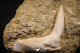 06733 – Top Quality 3.20 Inch Sabre-Toothed Fish (Enchodus libycus) Upper Jaw With Fang in Natural Matrix