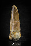 88613 - Top Beautiful Red 2.49 Inch Spinosaurus Dinosaur Tooth Cretaceous