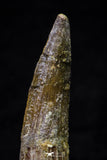 20698 - Great Collection of 2 Spinosaurus Dinosaur Teeth Cretaceous KemKem Beds