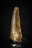 88614 - Top Beautiful Red 2.42 Inch Spinosaurus Dinosaur Tooth Cretaceous