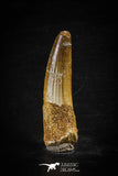 88615 - Top Beautiful Red 2.24 Inch Spinosaurus Dinosaur Tooth Cretaceous