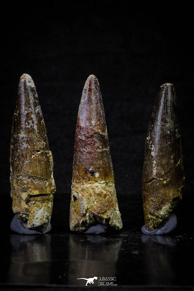 Great Collection of 3 Spinosaurus Dinosaur Teeth Cretaceous KemKem Beds ...