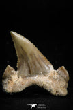 05176 - Well Serrated 1.12 Inch Palaeocarcharodon orientalis (Pygmy white Shark) Tooth