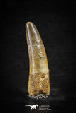 88615 - Top Beautiful Red 2.24 Inch Spinosaurus Dinosaur Tooth Cretaceous