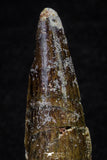 20699 - Great Collection of 3 Spinosaurus Dinosaur Teeth Cretaceous KemKem Beds