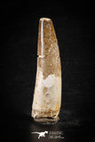 88616 - Top Beautiful Red 2.44 Inch Spinosaurus Dinosaur Tooth Cretaceous