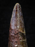 21633 - Great Collection of 15 Spinosaurus Dinosaur Teeth Cretaceous KemKem Beds