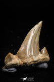 05176 - Well Serrated 1.12 Inch Palaeocarcharodon orientalis (Pygmy white Shark) Tooth