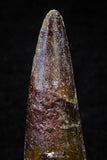 20699 - Great Collection of 3 Spinosaurus Dinosaur Teeth Cretaceous KemKem Beds