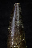 20699 - Great Collection of 3 Spinosaurus Dinosaur Teeth Cretaceous KemKem Beds