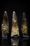 20699 - Great Collection of 3 Spinosaurus Dinosaur Teeth Cretaceous KemKem Beds