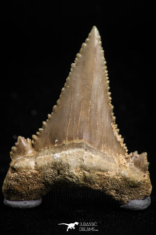 05177 - Strongly Serrated 1.44 Inch Palaeocarcharodon orientalis (Pygmy white Shark) Tooth
