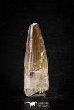 88617 - Top Beautiful Red 2.25 Inch Spinosaurus Dinosaur Tooth Cretaceous